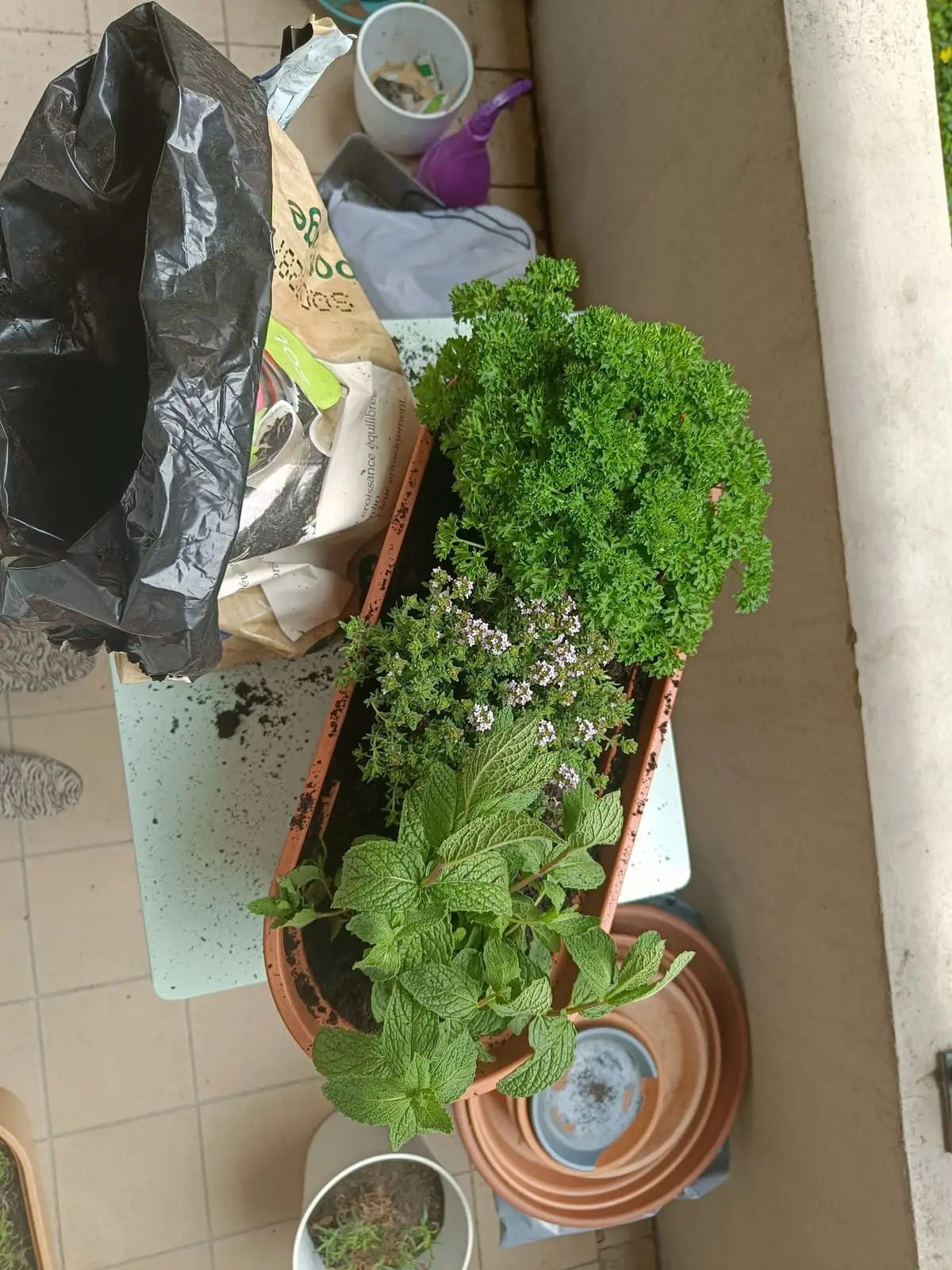 Jardinière de plantes aromatiques créée en atelier d'hortithérapie : persil, menthe, thym