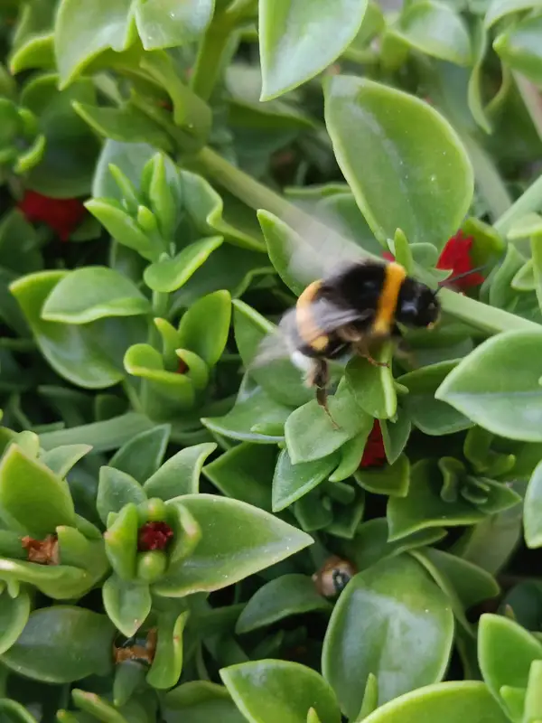 Bourdon butinant des fleurs