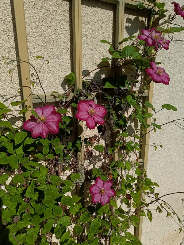Clématites roses grimpant sur un treillis