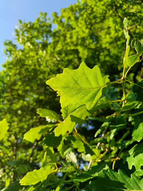Feuillage vert au soleil