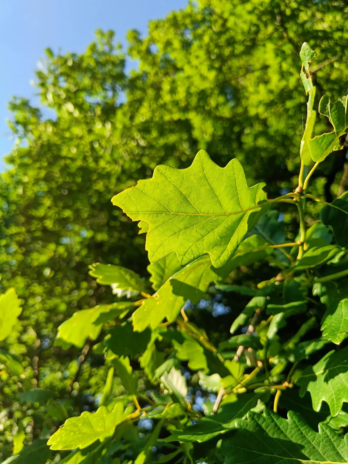 Feuillage vert au soleil