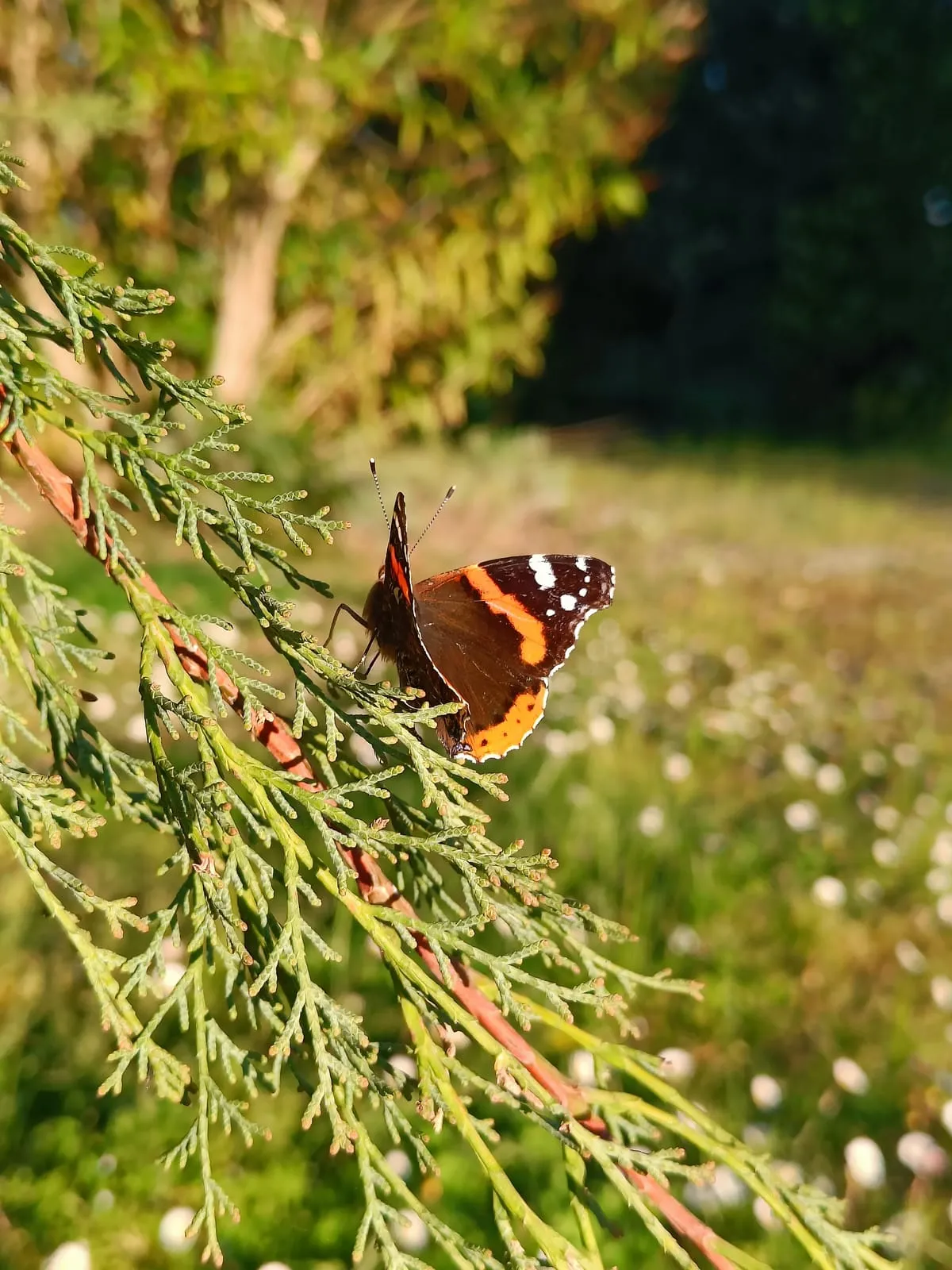 Papillon vulcain posé sur un conifère