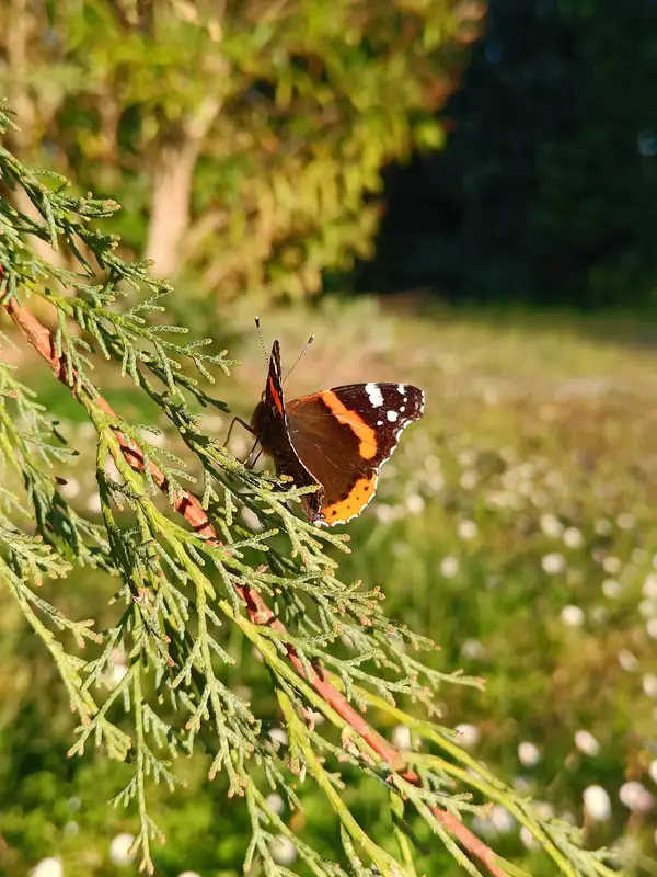 Papillon vulcain posé sur un conifère