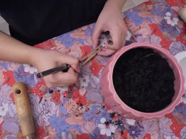 Rempotage d’une jeune plante pendant un atelier de jardinage thérapeutique