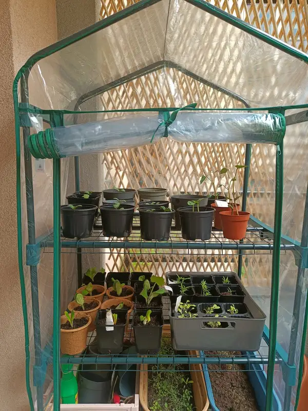 Petite serre avec des semis en pots